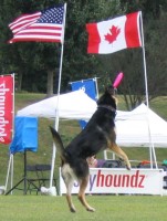 Highlight for Album: 2005 Hyperflite Skyhoundz World Canine Disc Championship