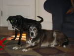 Rascal and Lucky