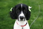 Annie1