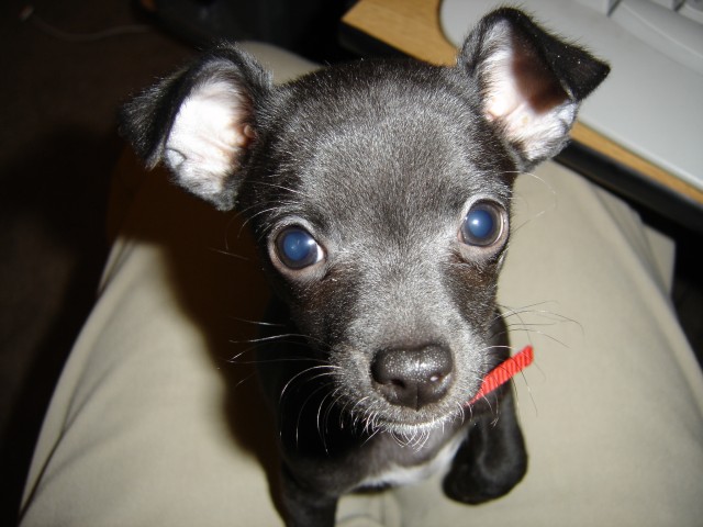 Bella