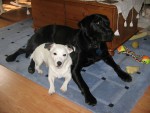 Chester and Buddy