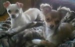 Chimi and Lia