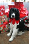 CuteAnnieChristmasSmall
