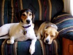 DottyandWrigley