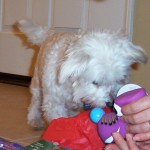 Fluffy Christmas 1