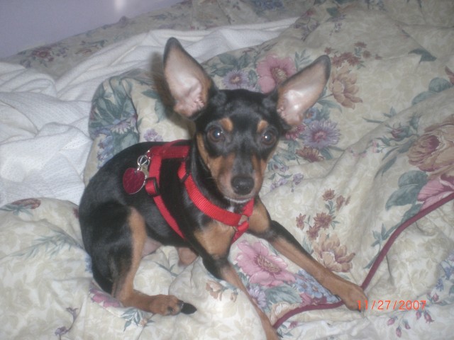 Minnie