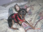 Minnie
