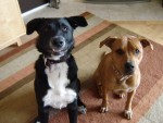 Henry And Rusti
