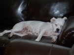 LaneySleepingcouch.jpg