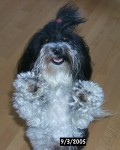 Pepper