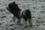 Pepper