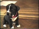 PuppyRascal