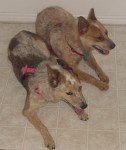 Roopie and Sierra.jpg