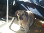 Sandi