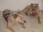 Sierra and Roopie.jpg