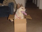 Sierra ready to be packaged.jpg