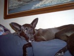Sparky