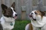 Tory and Chopper
