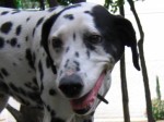 Bela sonriendo (smiling)