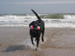 Chester