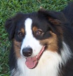 Jasper