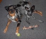 Lucky and Azul