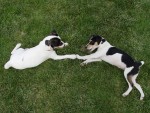 Macy and Roscoe