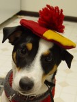 Roscoe
