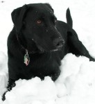 Roxie