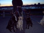 Suzie, Sandi & Sparky