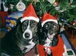 Lucky and Rascal